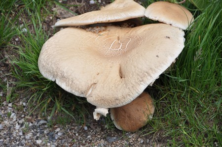 PP21