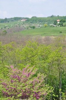 PP14