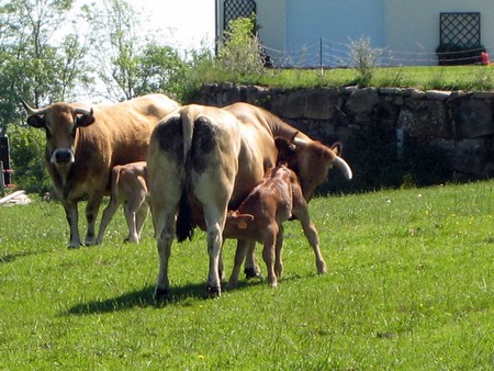 Aubrac