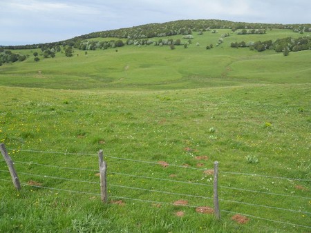Aubrac