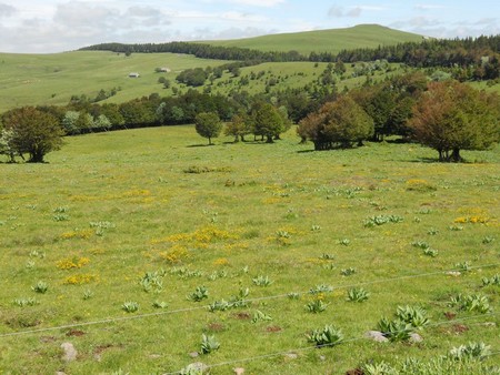 Aubrac