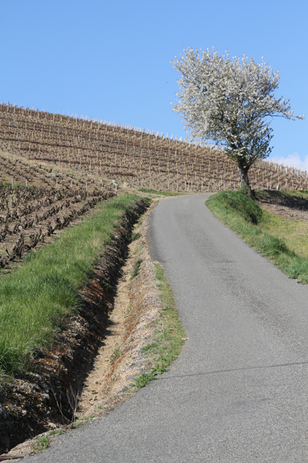Beaujolais