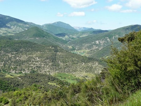 Chamauche