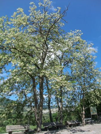 Montmorin