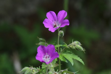Valbonnais