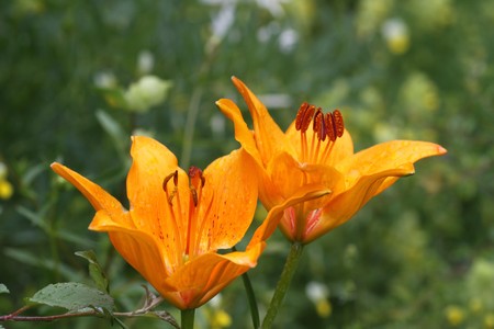 Valbonnais