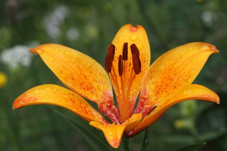 Valbonnais