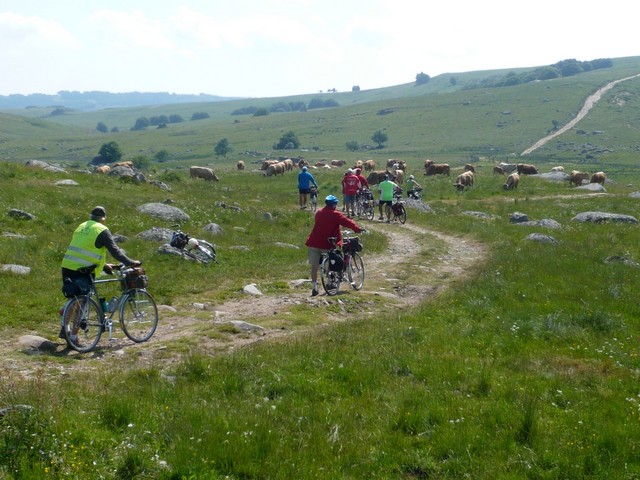Aubrac