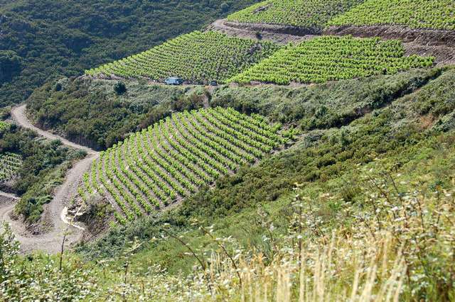 Banyuls